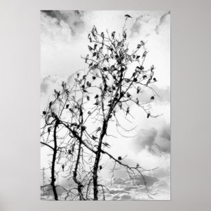 Poster Oiseaux d'une plume