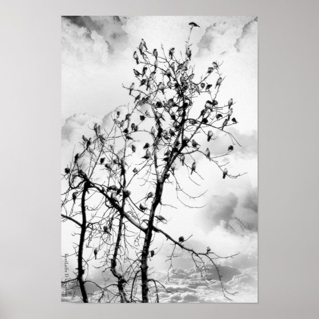 Poster Oiseaux d'une plume (Devant)