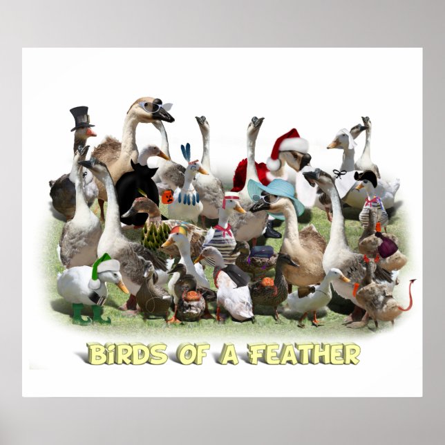 Poster Oiseaux d'une plume (Devant)