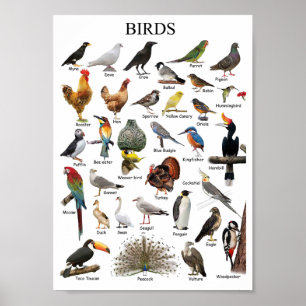 Poster Oiseaux éducatifs