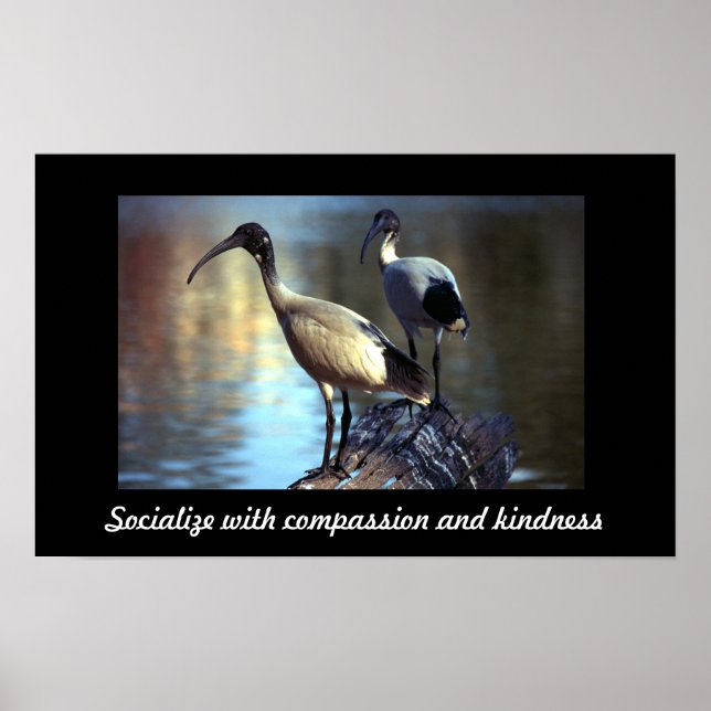 Poster Oiseaux en bille (Devant)