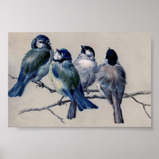Poster Oiseaux gris bleu sur une branche par Hector Giaco (Devant)