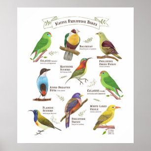 Poster Oiseaux indigènes aux Philippines