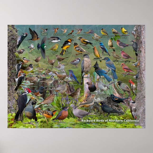 Poster Oiseaux jardins de Californie du Nord (Devant)