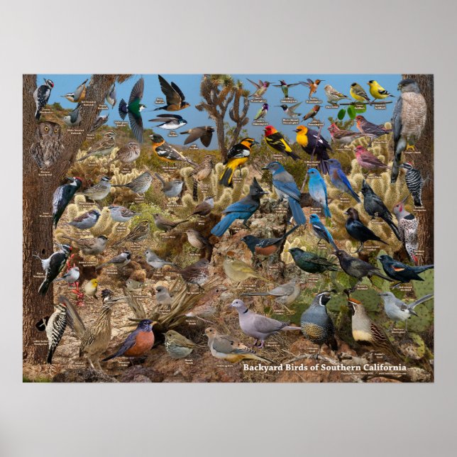 Poster Oiseaux jardins de Californie du Sud (Devant)