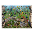 Oiseaux jardins de Caroline du Nord