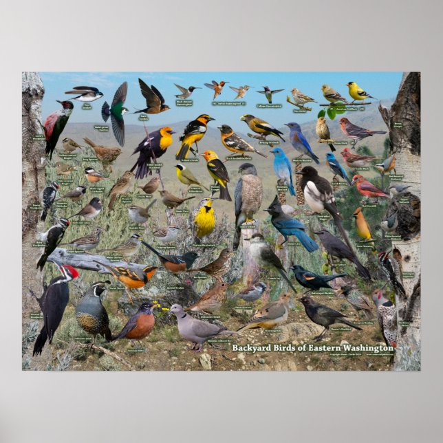 Poster Oiseaux jardins de l'est de l'État de Washington (Devant)