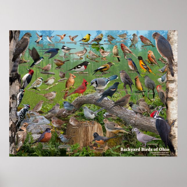 Poster Oiseaux jardins de l'Ohio (Devant)