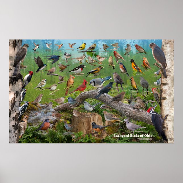 Poster Oiseaux jardins de l'Ohio Grande (Devant)