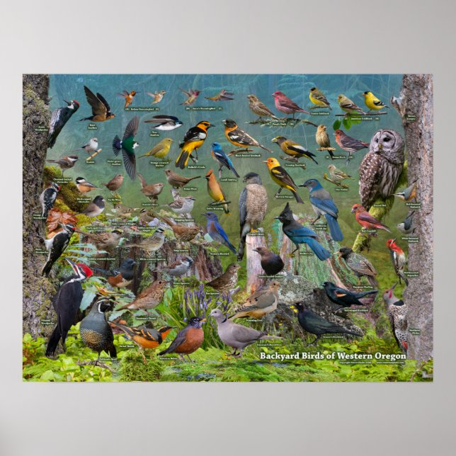 Poster Oiseaux jardins de l'ouest de l'Oregon (Devant)