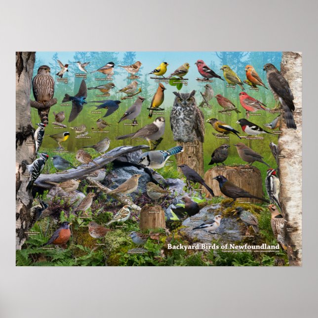 Poster Oiseaux jardins de Terre-Neuve (Devant)