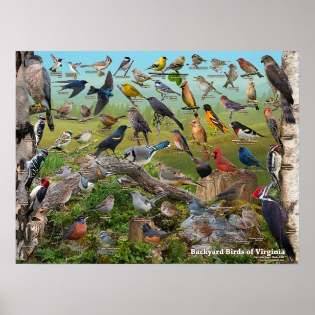 Poster Oiseaux jardins de Virginie (Devant)