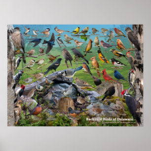 Poster Oiseaux jardins du Delaware