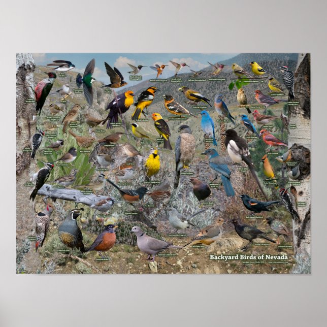 Poster Oiseaux jardins du Nevada (Devant)