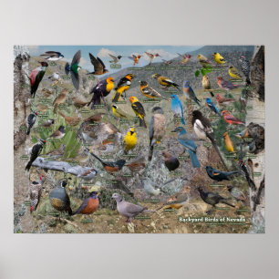 Poster Oiseaux jardins du Nevada