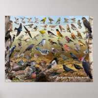Oiseaux jardins du Nord