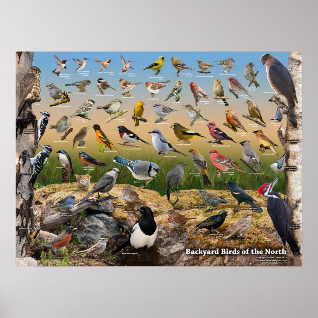 Poster Oiseaux jardins du Nord (Devant)
