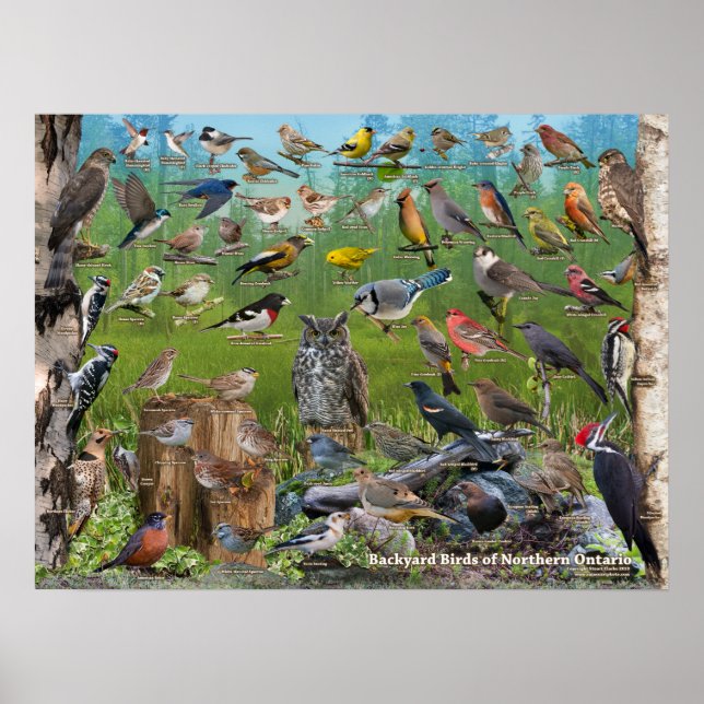 Poster Oiseaux jardins du Nord de l'Ontario (Devant)