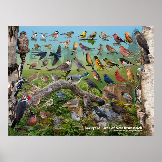 Poster Oiseaux jardins du Nouveau-Brunswick (Devant)