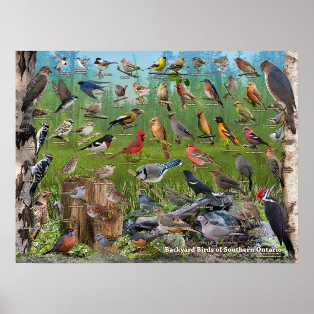 Poster Oiseaux jardins du sud de l'Ontario (Devant)