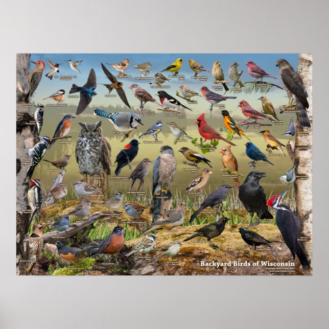 Poster Oiseaux jardins du Wisconsin (Devant)