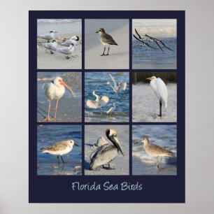 Poster Oiseaux marins de Floride Photos