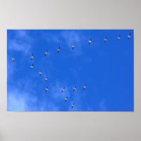 Oiseaux migrateurs