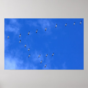Poster Oiseaux migrateurs