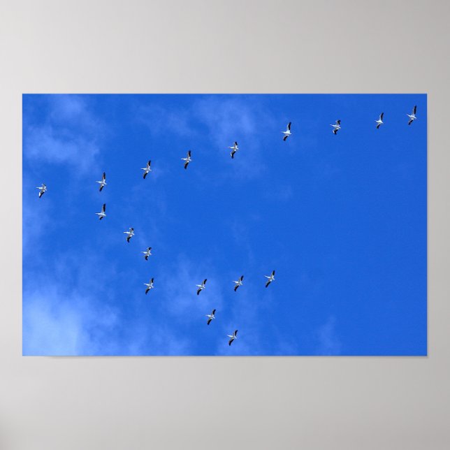 Poster Oiseaux migrateurs (Devant)