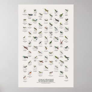Poster Oiseaux-Mouches - Bibliothèque du Naturaliste