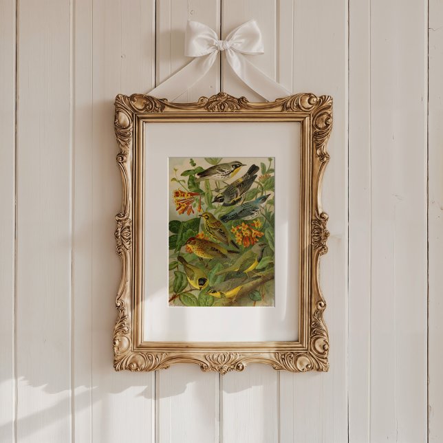 Poster Oiseaux nord-américains | Tzel Gustav Mü (Créateur téléchargé)