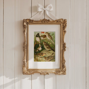 Poster Oiseaux nord-américains Tzel Gustav Mü
