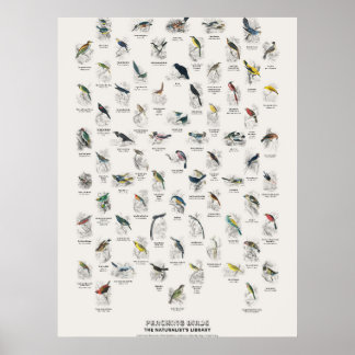 Poster Oiseaux perchés - Bibliothèque du naturaliste