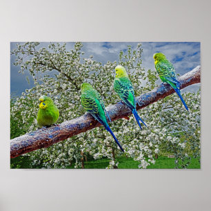 Poster Oiseaux - perruques