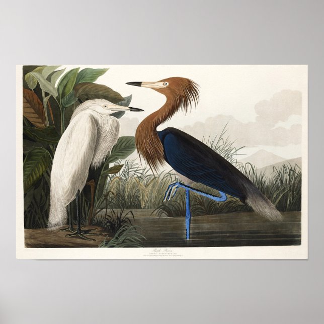 Poster Oiseaux sauvages d'Audubon, à Heron violet (Devant)