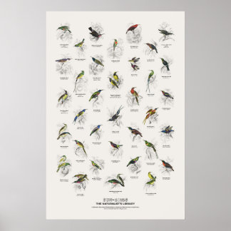 Poster Oiseaux-Soleil - Bibliothèque des Naturalistes