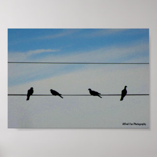 Poster Oiseaux sur un fil