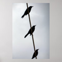 Oiseaux sur un fil d'oiseaux dans une rangée photo