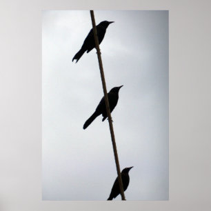 Poster Oiseaux sur un fil d'oiseaux dans une rangée photo