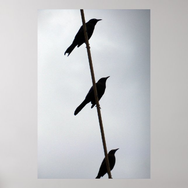 Poster Oiseaux sur un fil d'oiseaux dans une rangée photo (Devant)