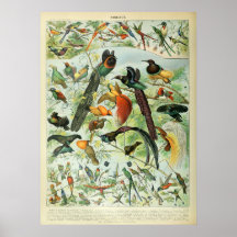 Oiseaux tropicaux Antique Imprimer Carte Vintage