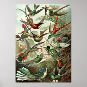 Poster Oiseaux vintages