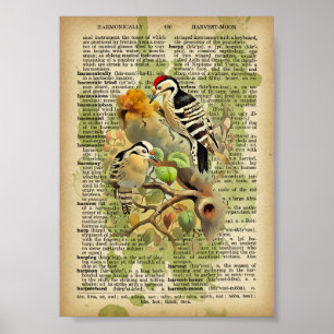 Poster Oiseaux vintages