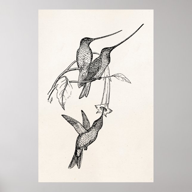 Poster Oiseaux vintages à long bec (Devant)