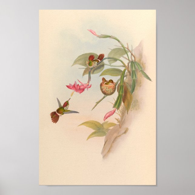 Poster Oiseaux vintages Art Oiseau Imprimer Fleurs Nest (Devant)