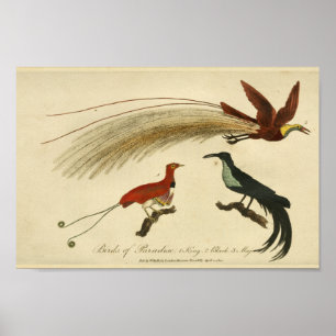 Poster Oiseaux vintages de copie d'histoire naturelle de