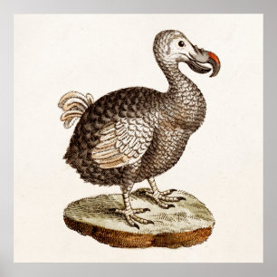 Poster Oiseaux vintages de dronte de 1700s d'illustration