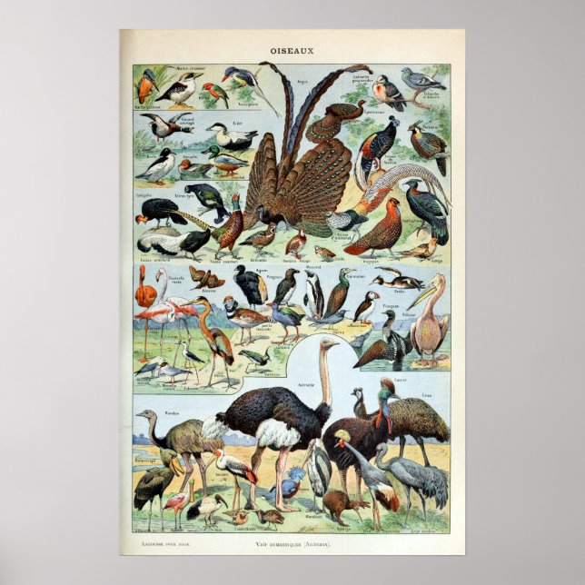 Poster Oiseaux vintages du monde (Devant)