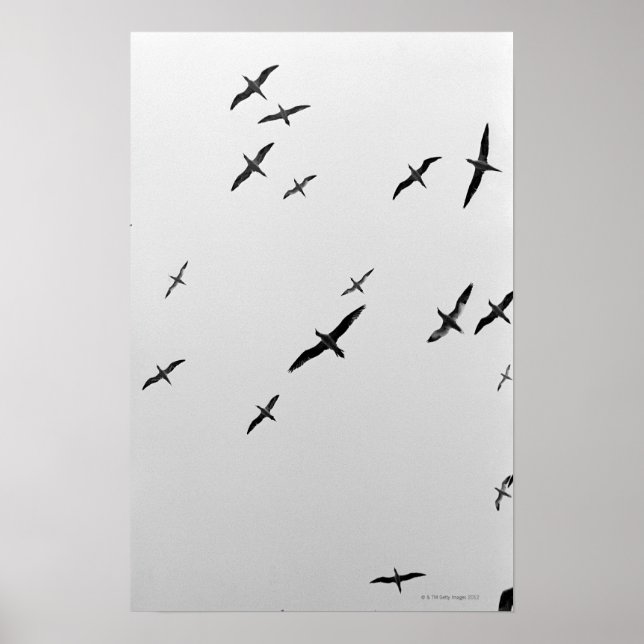 Poster Oiseaux volant (Devant)