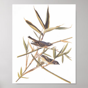 Poster Oiseaux volants Vireo solitaire d'Audubon sur la c